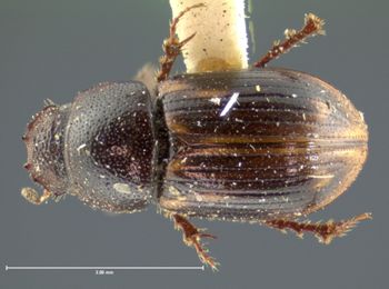 Media type: image;   Entomology 34307 Aspect: habitus dorsal view